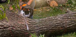 How Our Tree Care Process Works  in  Rutherford, PA